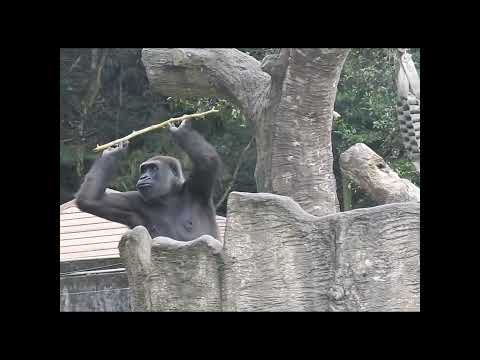 gorilla Tayari 15y2 old mom & son Jabali 5y6m old & nephew… サムネイル