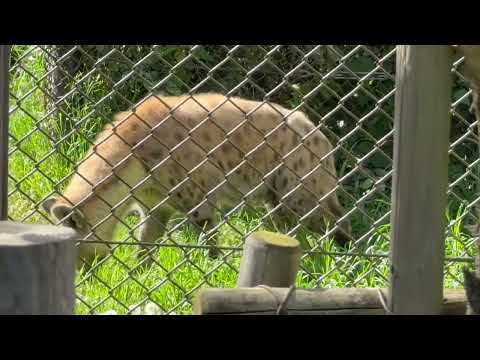 エサンドワちゃん毛づくろい☺️   ブチハイエナ　千葉市動物公園にて　2026年4月19日 サムネイル