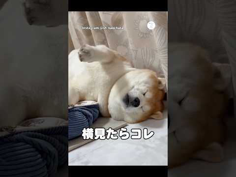 この後悲劇が…へそ天で爆睡してたぽっちゃりな柴犬　柴犬　犬　かわいい犬 面白い　犬のいる暮らし サムネイル