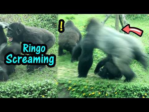 D'jeeco ran and leaped over Ringo after Ringo screamed金剛猩猩R… サムネイル