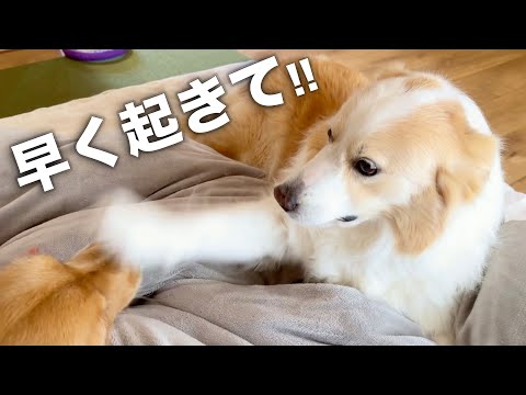 少し寝坊しただけで顔面を叩いて起こしてくれる犬...w【ボーダーコリー・ゴールデンレトリバー】 サムネイル