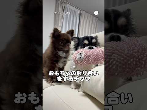 おもちゃの取り合いをするチワワたちが可愛い😂　　チワワ　犬　いぬ　面白い　犬のいる暮らし