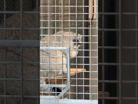 shorts マヌルネコのイーリスくん　王子動物園　2025年12月27日 サムネイル