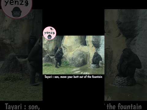 hilarious Tayari 🤣 gorilla gorillatag taipeizoo 金剛猩猩 台北市立動物… サムネイル