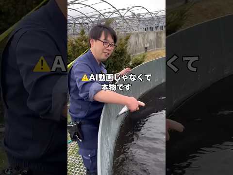 AIではなく本物の動画です⚠️話題沸騰中のサーモン科学館のチョウザメ🦈 チョウザメ サーモン科学館 生きた化石 sho… サムネイル
