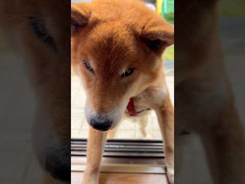 ’26.3.23 雨が止んだら、力丸の出番！ 柴犬 shibainu 柴犬のいる暮らし 柴犬の日常 お散歩 カメラ目線… サムネイル