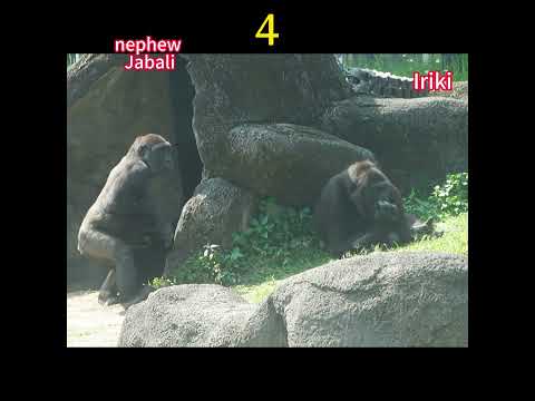 take a nap.Gorilla D'jeeco family.Jabali 5y4m old .Ringo 4y… サムネイル