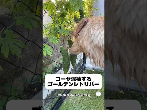 ゴーヤ泥棒のゴールデンレトリバー　ゴールデンレトリバー  大型犬　犬　かわいい犬 面白い サムネイル