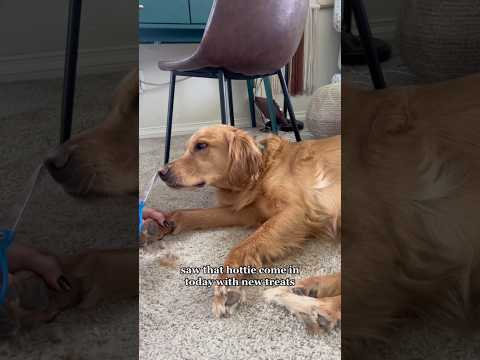 coming home to my golden retriever🥵 goldenretreiver dog ind… サムネイル
