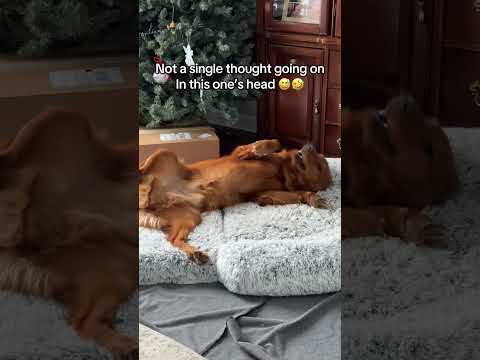 But it makes him cuter 🤣 サムネイル