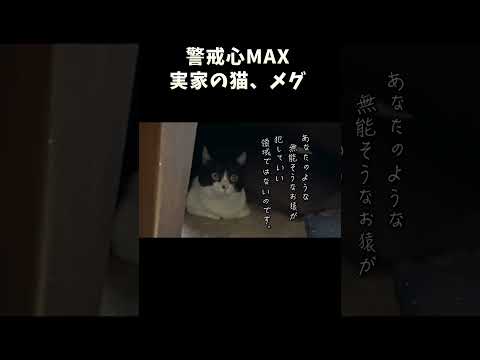 警戒心MAX実家猫メグ サムネイル