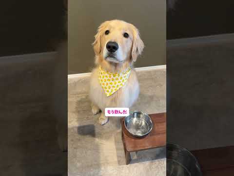 ( ˙-˙ )ｽﾝ 大型犬 ゴールデンレトリバー サムネイル