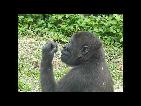 little gorilla Ringo 4y11m old. shorts R扣牙抓頭 4-16
