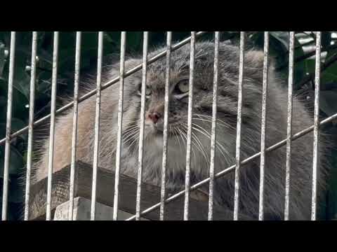 お空を見渡して✨エルくん　マヌルネコ　東山動植物園にて　2026年3月13日 サムネイル