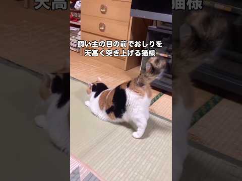 なぜお尻を向けているのにポンポンしないのかとお怒りになる三毛猫様 三毛猫 猫 shorts サムネイル