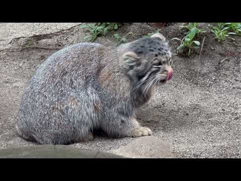 ナゴムくん出勤！マヌルネコ　那須どうぶつ王国にて　2026年4月24日 サムネイル