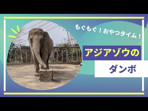 【静岡市立日本平動物園】もぐもぐ！おやつタイム！アジアゾウのダンボ🐘 サムネイル