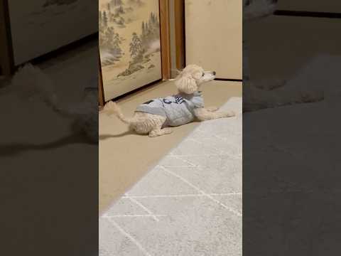 shorts タローちゃん　ただいま〜　トイプードル　2026年2月2日 サムネイル