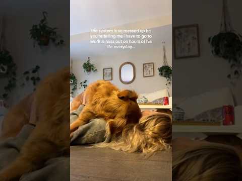 conversations with my golden retriever🥺goldenretreivers dog… サムネイル