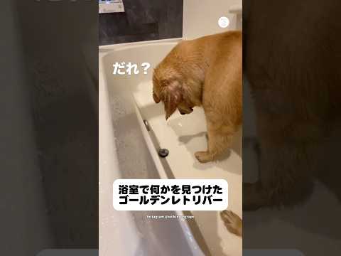 排水口を覗き込む犬、直後に足を滑らせる　ゴールデンレトリバー 大型犬　犬　面白い　犬のいる暮らし サムネイル