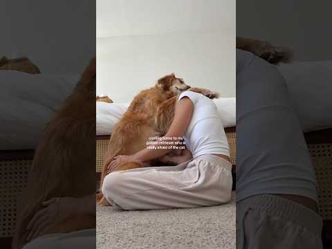 coming home to my golden retriever❤️india retreiver dog pup… サムネイル