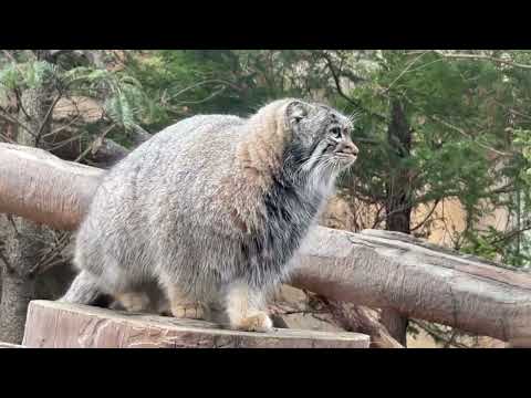 切り株から切り株へアブちゃん☺️  マヌルネコ　那須どうぶつ王国にて　2026年2月27日 サムネイル