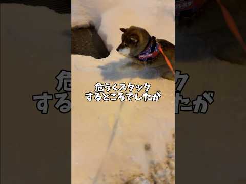 柴犬が実践！雪の多い札幌の歩き方？ サムネイル