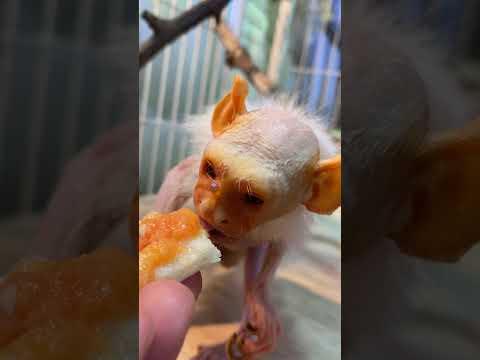 パパイヤトッピングでひたパンを楽しむおばあちゃん♪shorts おばあちゃん grandma