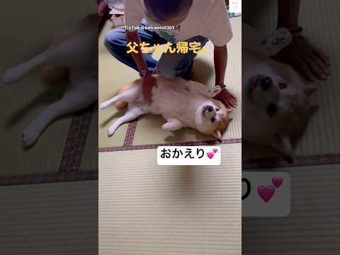 父ちゃんのことが大好きな柴犬🐶　犬　柴犬　かわいい犬 癒し　家族 サムネイル