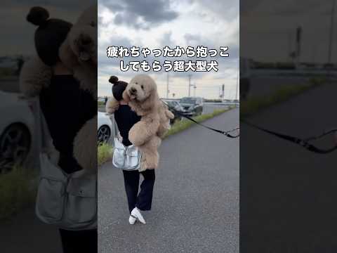 いっぱいお出かけしていっぱい遊んだら疲れちゃったから飼い主に抱っこしてもらうラブラドゥードル ラブラドゥードル ドゥー… サムネイル