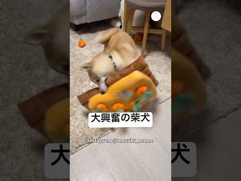 大興奮の柴犬、パパからもらった“にんじん畑”が想像以上でした　　柴犬　犬　面白い　かわいい犬 犬のいる暮らし サムネイル