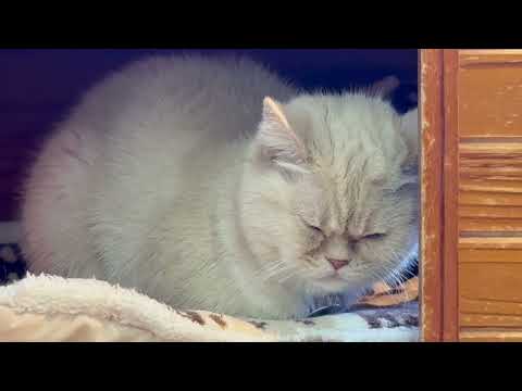 プロの眠りネコ マヤちゃん🤭　ワンニャンリビング　那須どうぶつ王国にて　2026年1月9日 サムネイル