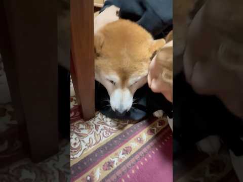 柴犬福 メンヘラ姉に夢に出てきたと言われてる時の柴犬🤣Sis and Shiba🤣姉と柴 shorts funny 柴… サムネイル