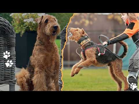 The History of the Airedale Terrier: The King of Terriers サムネイル