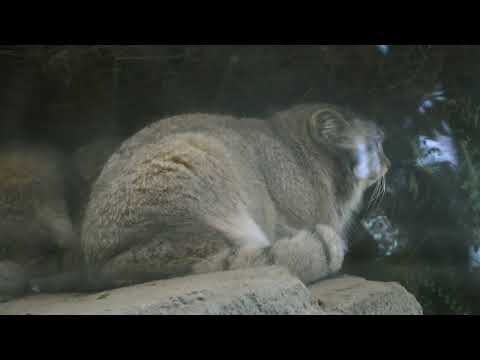 ロックの上にアズちゃんマヌルネコ　神戸どうぶつ王国　2025年12月28日　00054 サムネイル