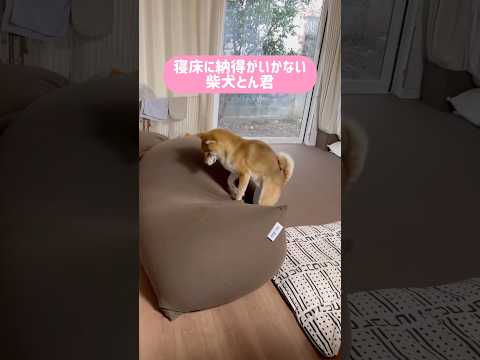 Yogibo、、、やぶれないよね？　柴犬　柴犬とん サムネイル
