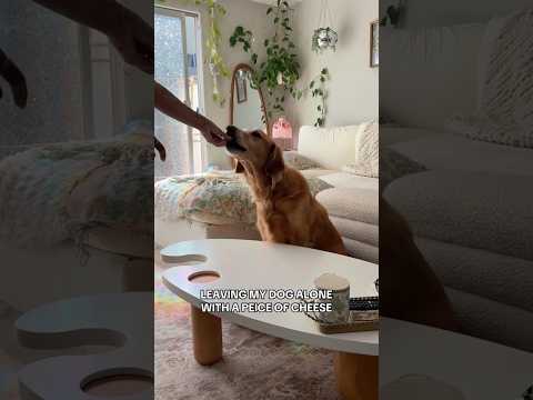 Dog-tor coby to rescue🛟goldenpup puppy goldenpupppy dogbree… サムネイル