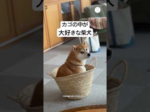 カゴの中が大好きな柴犬　　柴犬　犬　かわいい犬 かわいい 犬のいる暮らし サムネイル