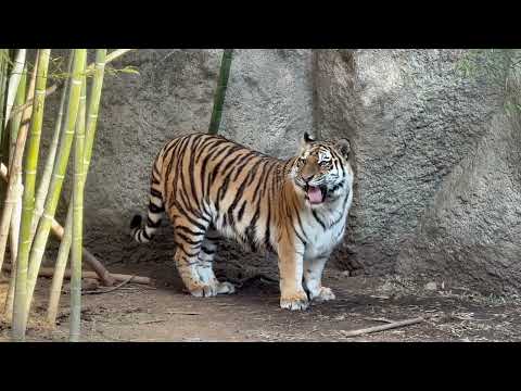 サーシャちゃん それはパパの匂いかも〜　アムールトラ　浜松市動物園にて　2026年3月15日 サムネイル