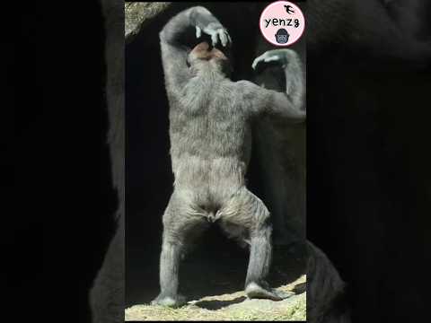 活潑搞笑的Jabali找Ringo玩 gorilla gorillatag taipeizoo 金剛猩猩 台北市立動物… サムネイル