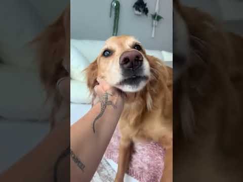 Golden retriever VLOG 119 :| 4K Transparent Lingerie & See-… サムネイル