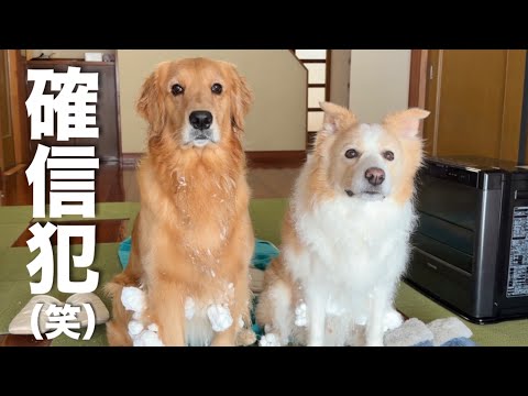【犬と田舎暮らし】雪遊びに夢中でママを無視し続け、急に我に帰った犬がコチラです...w【ゴールデンレトリバー・ボーダー… サムネイル