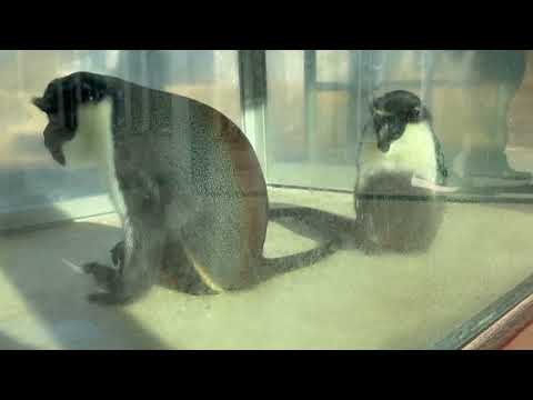 ダイアナモンキーさん🐒　のんほいパークにて　2026年1月23日 サムネイル