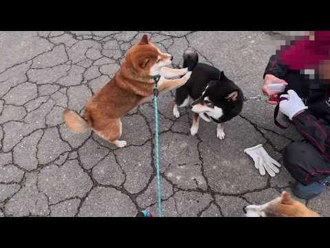 2026年4月2日(木) 遊ぼう！春のワチャワチャ運動会🧬 サムネイル