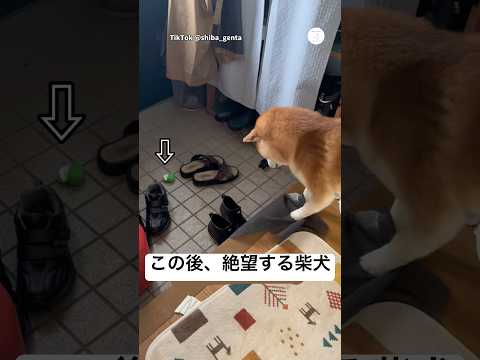 おもちゃ取れなくて絶望する柴犬🐶　　　　　　柴犬　犬　面白い　面白い犬 犬のいる暮らし サムネイル