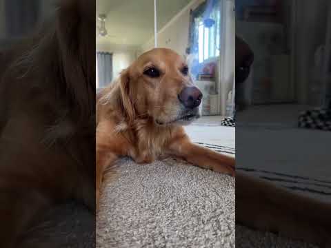 coming home to my golden retriever🥵 goldenretreiver dog ind… サムネイル