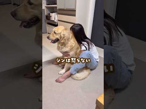決して怒らない犬 ゴールデンレトリバー 大型犬のいる生活 goldenretriever 大型犬と子供 サムネイル