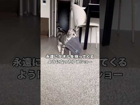 1度褒めてしまったら永遠とタオルを持ってくるようになってしまったアメショー アメショー アメリカンショートヘアー 猫… サムネイル