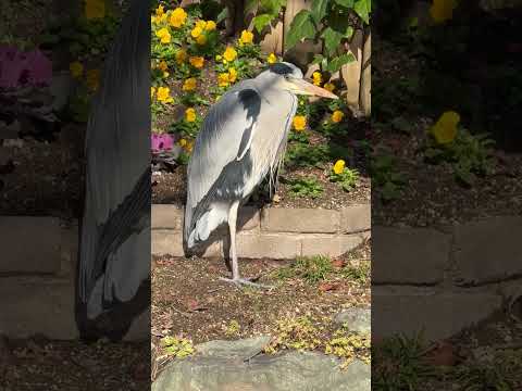 shorts あ、生き物居る🤭　王子動物園にて　2025年12月27日 サムネイル