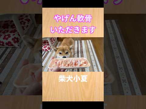やげん軟骨いただきます 神戸 柴犬 shiba shibainu 癒し サムネイル